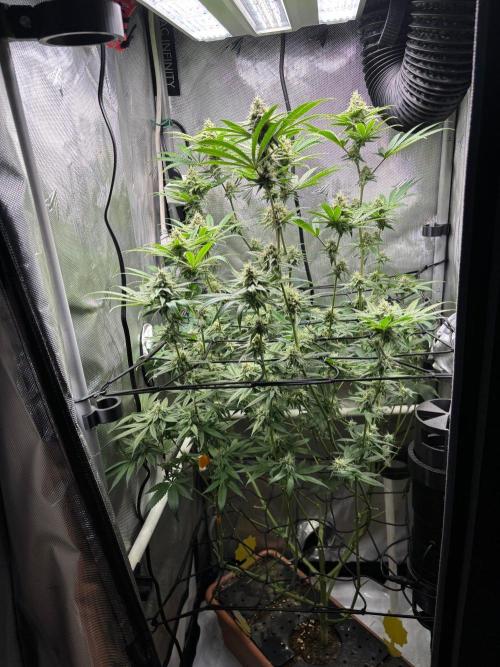 Fat Yeti F2 08-2026 2x2x6 EarthBox Jr. Week 14