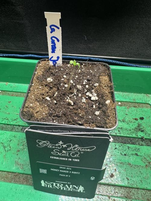 La Gran Jefa by GHSC. Week 1