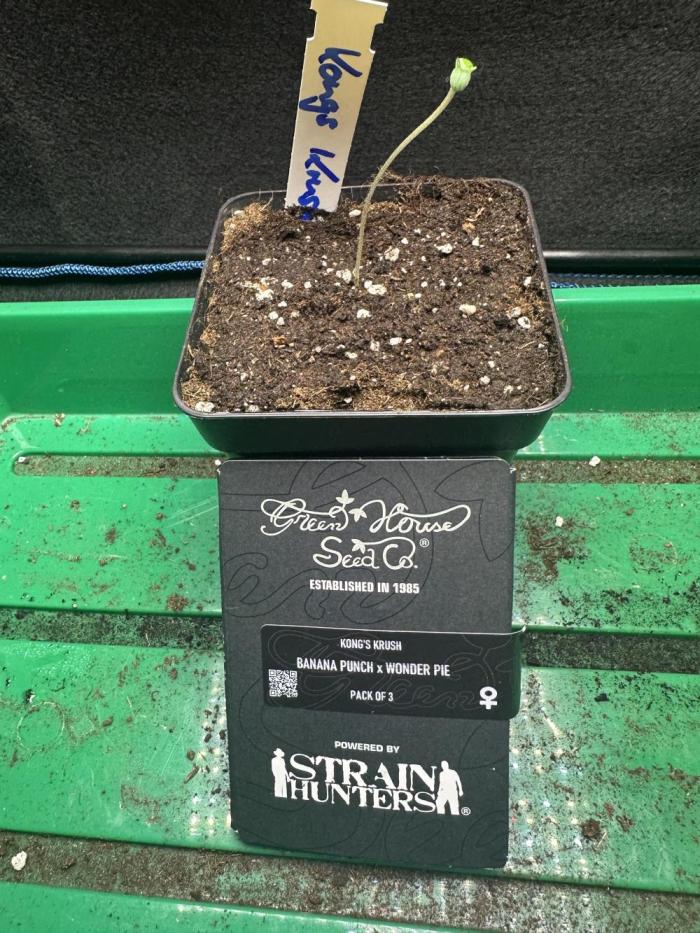 Kong‘s Krush in LS. Week 1