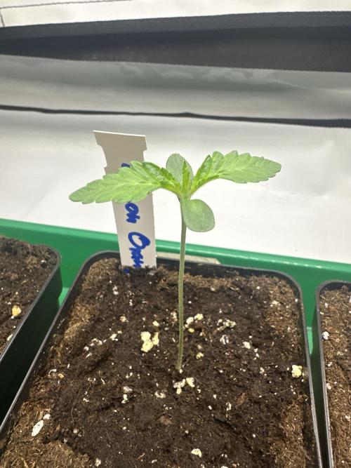 Lemon Orange by GHSC. Week 1