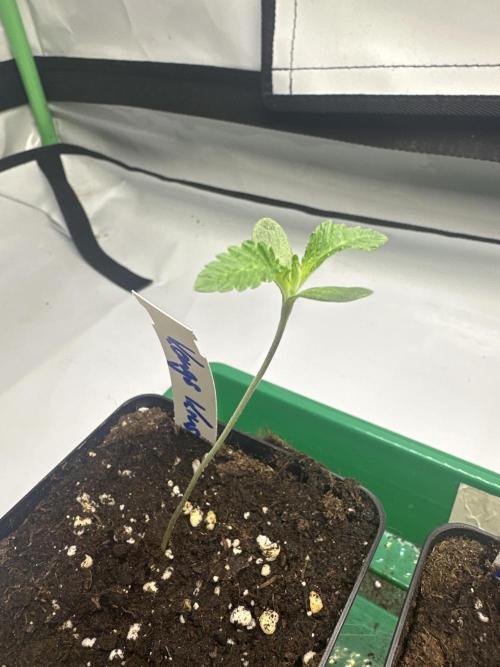 Kong‘s Krush by GHSC. Week 1