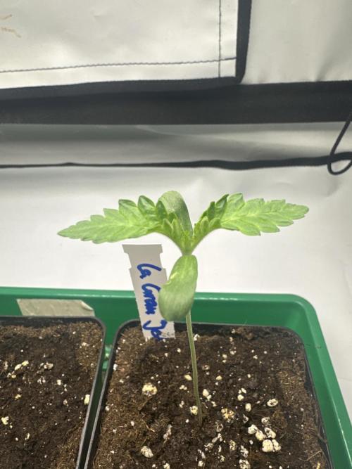 La Gran Jefa by GHSC. Week 1