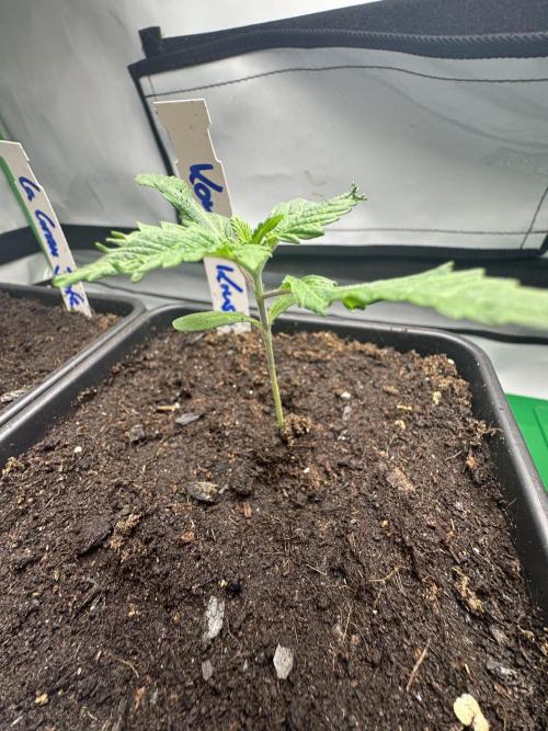 Kong‘s Krush by GHSC. Week 2