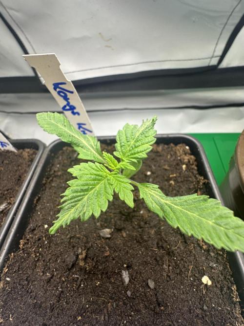 Kong‘s Krush by GHSC. Week 2