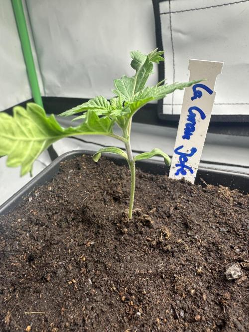 La Gran Jefa by GHSC. Week 2