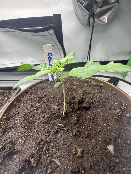 Lemon Orange by GHSC. Week 2