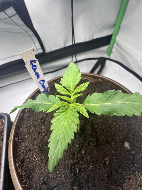 Lemon Orange by GHSC. Week 2