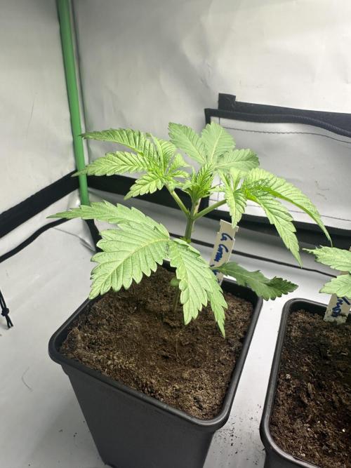 La Gran Jefa by GHSC. Week 3