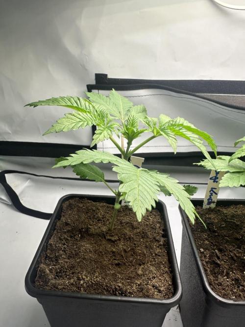 La Gran Jefa by GHSC. Week 3