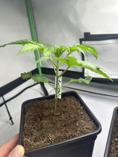 La Gran Jefa by GHSC. Week 3