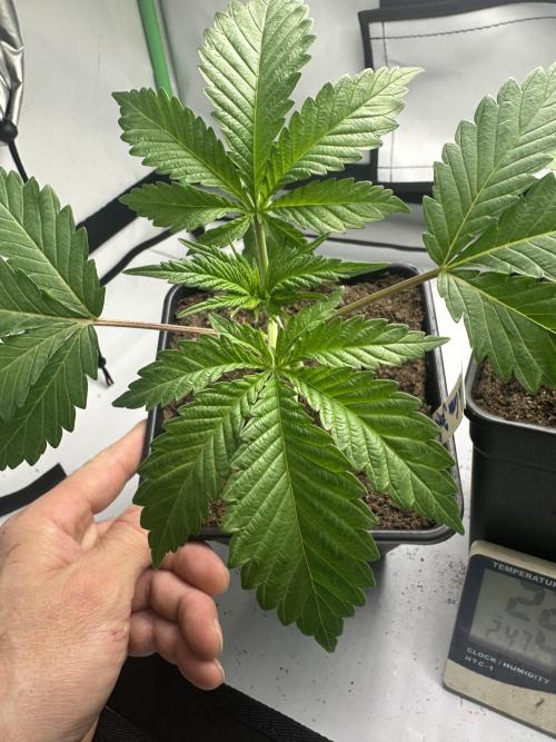 La Gran Jefa by GHSC. Week 3