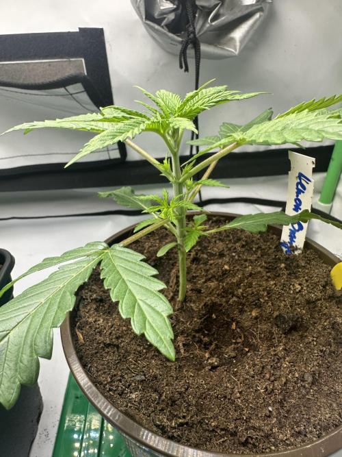 Lemon Orange by GHSC. Week 3