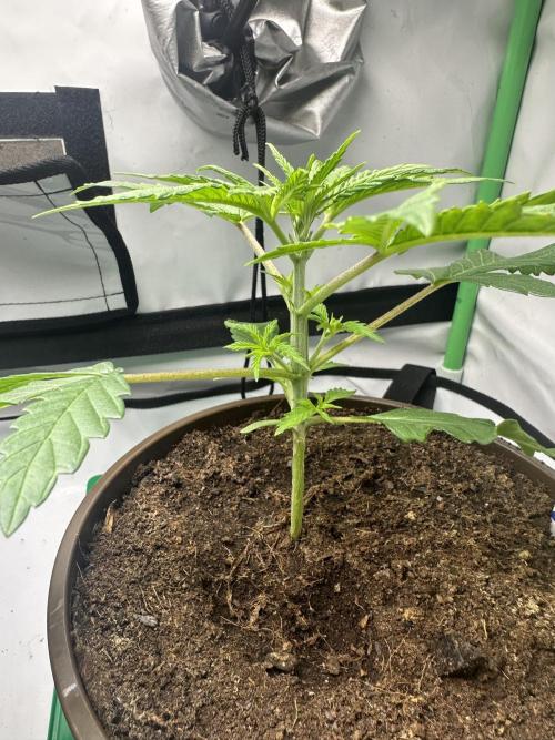 Lemon Orange by GHSC. Week 3