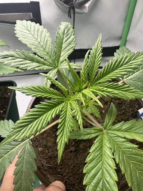 Lemon Orange by GHSC. Week 3