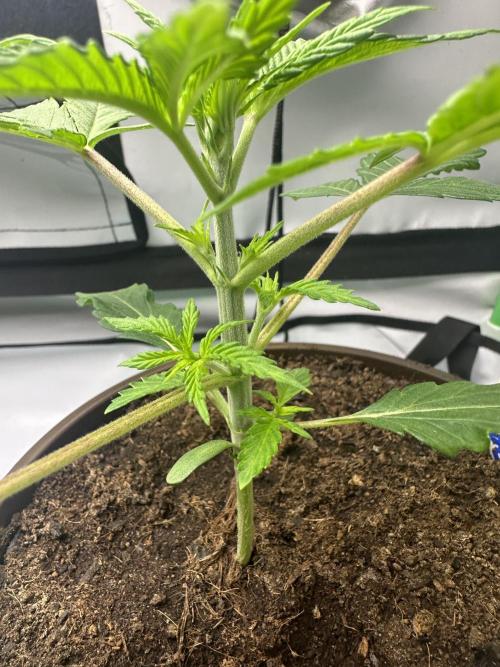 Lemon Orange by GHSC. Week 3