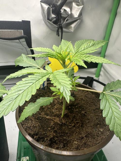 Lemon Orange by GHSC. Week 3