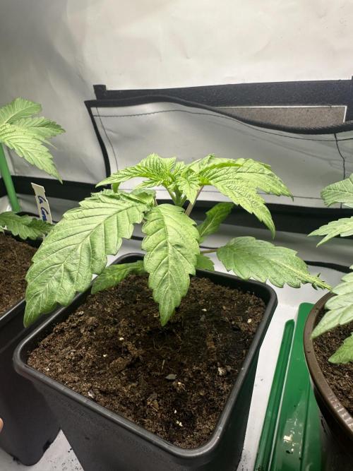 Kong‘s Krush by GHSC. Week 3