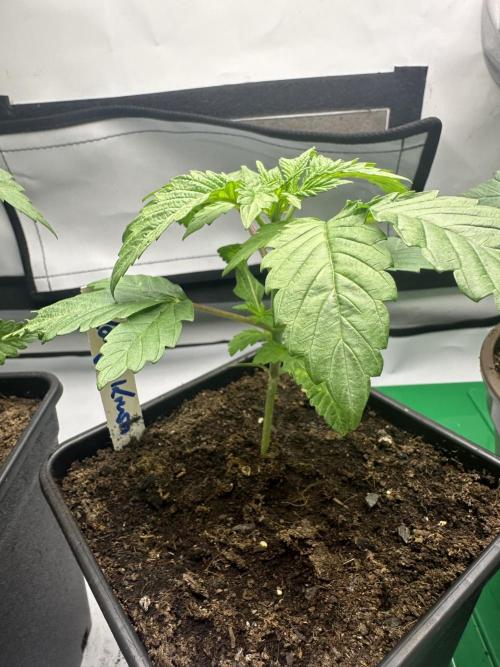 Kong‘s Krush by GHSC. Week 3