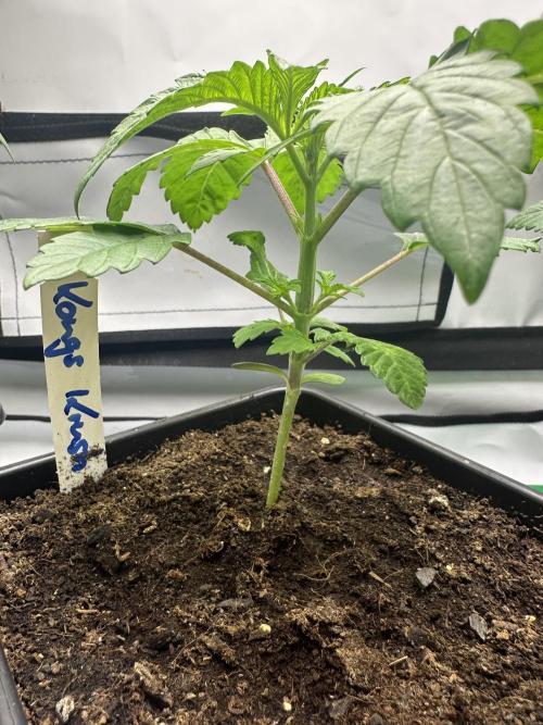 Kong‘s Krush by GHSC. Week 3