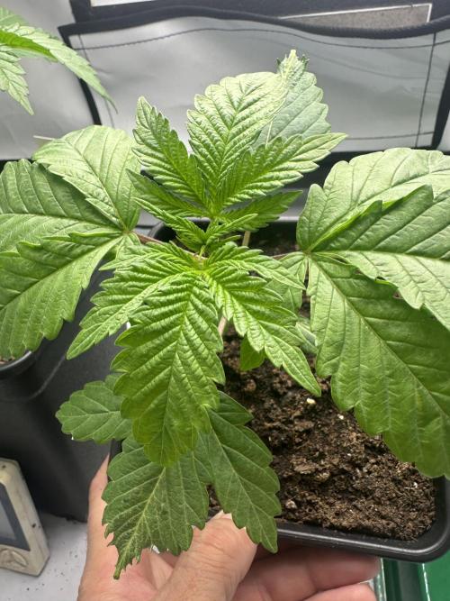 Kong‘s Krush by GHSC. Week 3