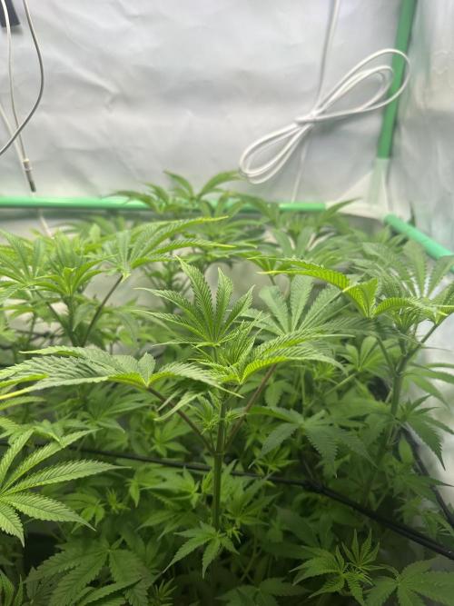 La Gran Jefa by GHSC. Week 9