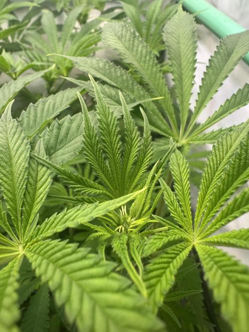 La Gran Jefa by GHSC. Week 9