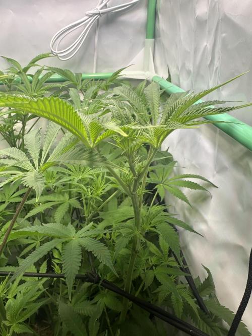 La Gran Jefa by GHSC. Week 9