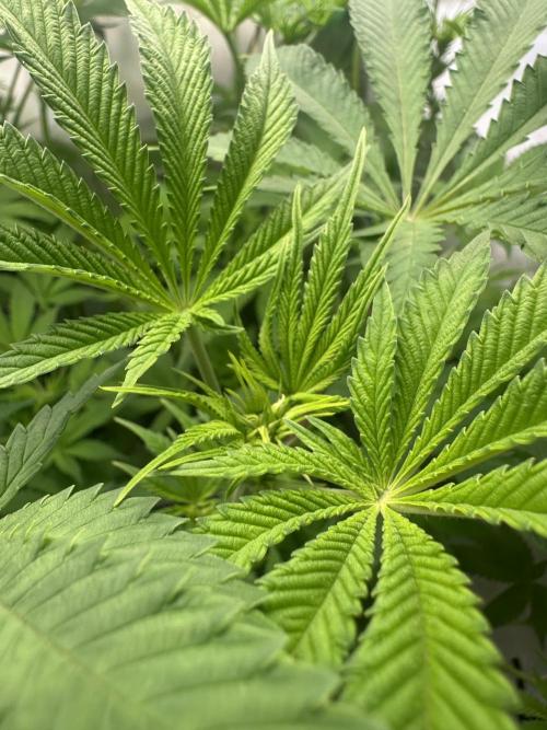 La Gran Jefa by GHSC. Week 9