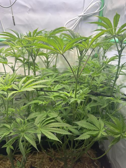 La Gran Jefa by GHSC. Week 9