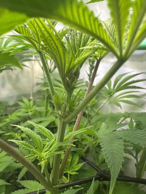 Lemon Orange by GHSC. Week 9