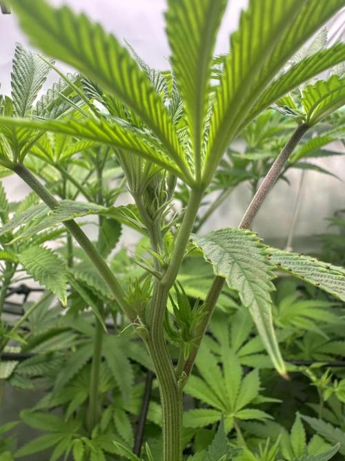 Lemon Orange by GHSC. Week 9