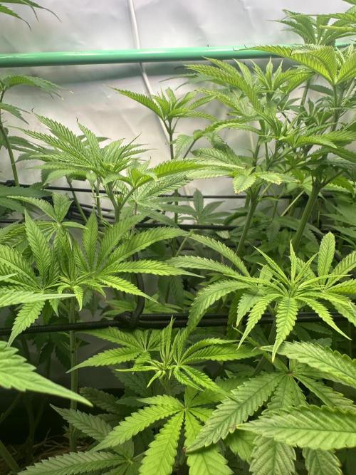 Lemon Orange by GHSC. Week 9