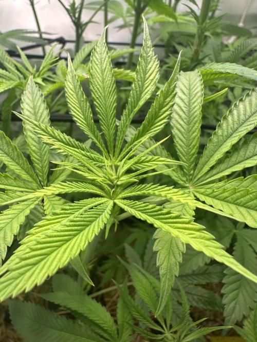 Lemon Orange by GHSC. Week 9