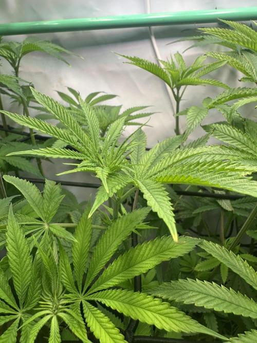 Lemon Orange by GHSC. Week 9