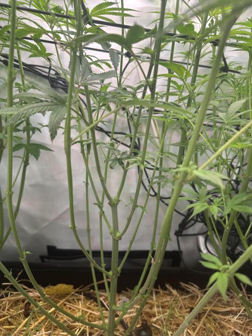 Lemon Orange by GHSC. Week 9