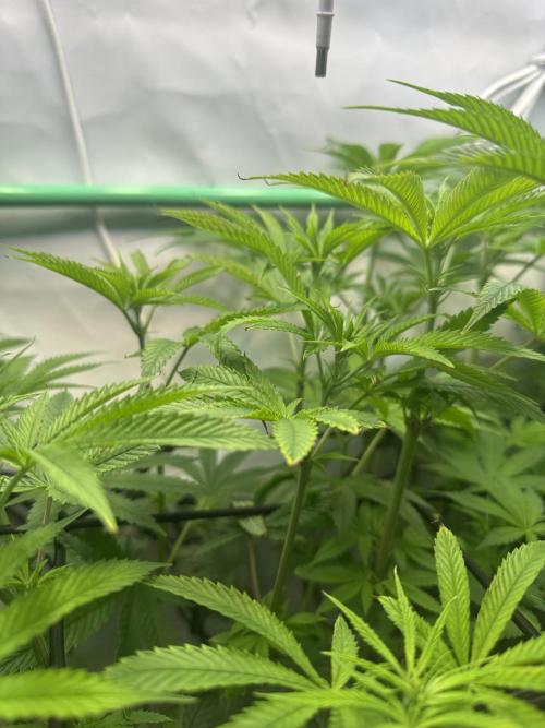 Lemon Orange by GHSC. Week 9