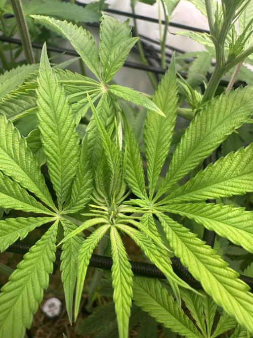 Kong‘s Krush by GHSC. Week 9