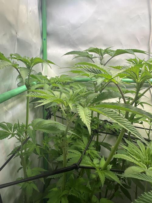 Kong‘s Krush by GHSC. Week 9