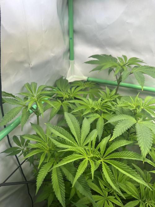 Kong‘s Krush by GHSC. Week 9