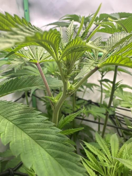 Kong‘s Krush by GHSC. Week 9