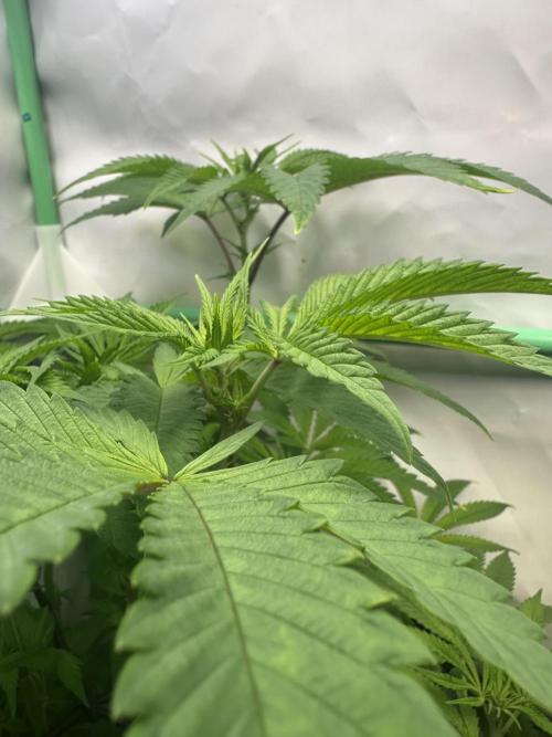 Kong‘s Krush by GHSC. Week 9