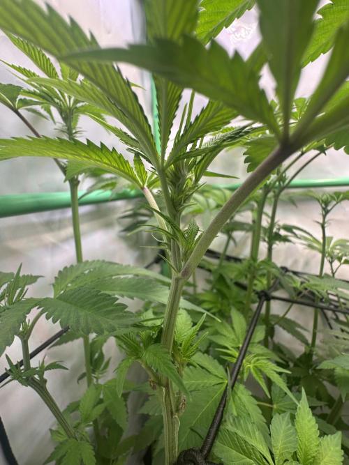 Kong‘s Krush by GHSC. Week 9