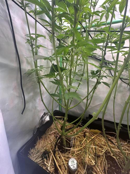 Kong‘s Krush by GHSC. Week 9