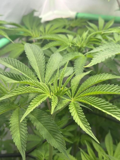 Kong‘s Krush by GHSC. Week 9