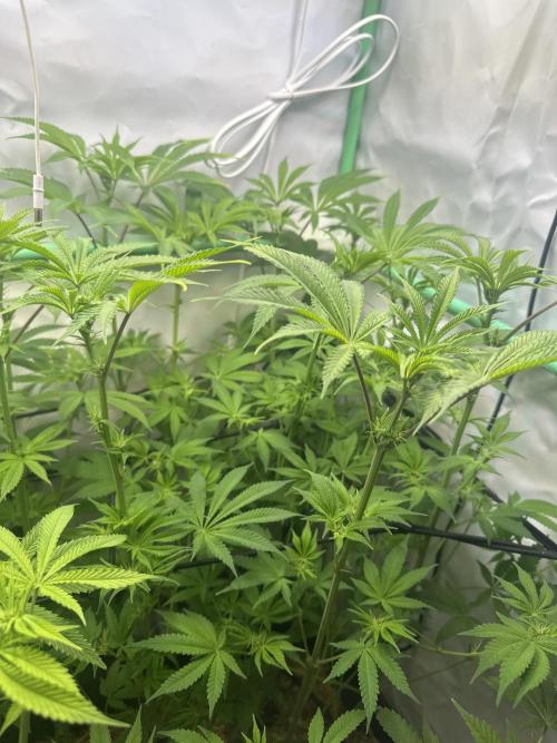 La Gran Jefa by GHSC. Week 9