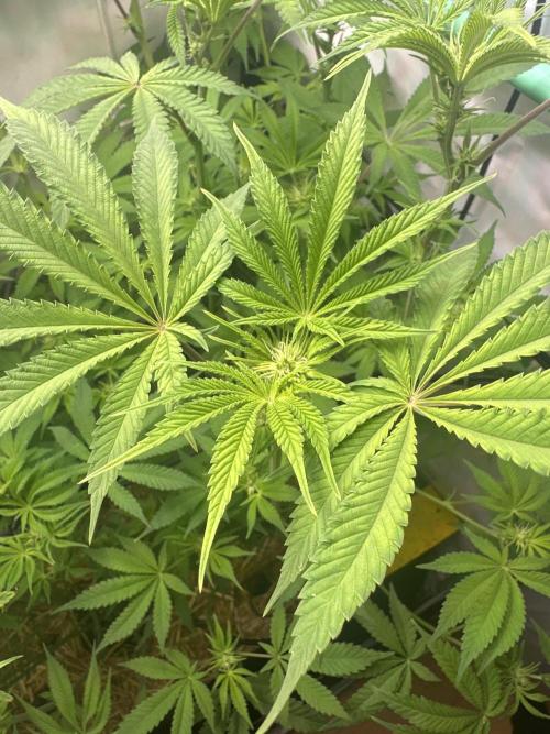 La Gran Jefa by GHSC. Week 9