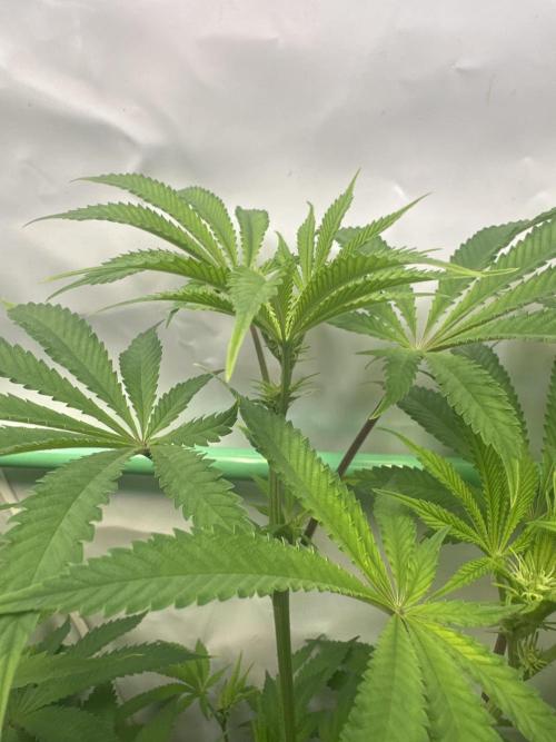 La Gran Jefa by GHSC. Week 9