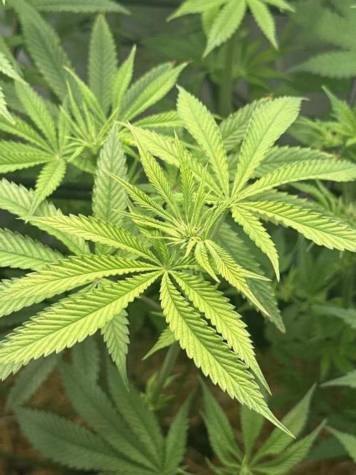 Lemon Orange by GHSC. Week 9