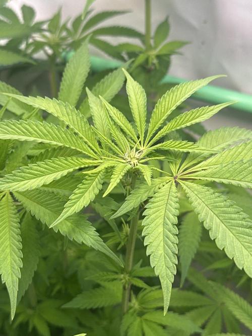 Kong‘s Krush by GHSC. Week 9