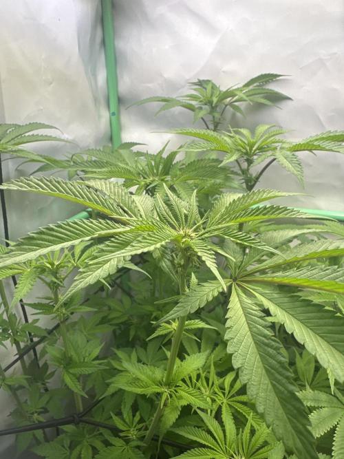 Kong‘s Krush by GHSC. Week 9